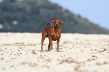 PINSCHER NAIN 055